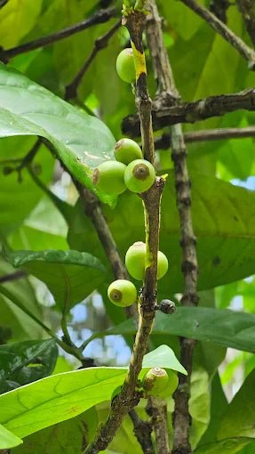 Zanzibar: Full - Day Tour to Spice Farm, Stone Town and Prison Island with Lunch