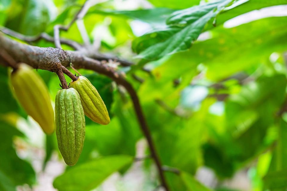 Zanzibar: Full - Day Tour to Spice Farm, Stone Town and Prison Island with Lunch