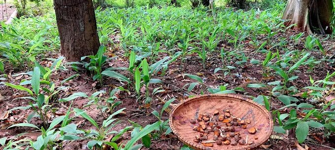 Zanzibar: Guided Spice Farm Tour with Local Lunch and Market Visit