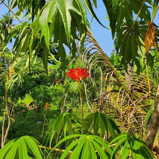 Zanzibar: Guided Spice Farm Tour with Local Lunch and Market Visit