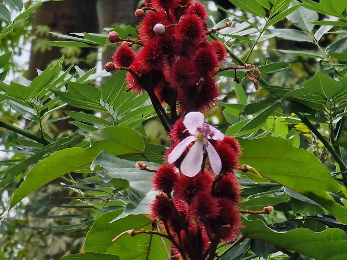 Zanzibar: Guided Spice Farm Tour with Local Lunch and Market Visit