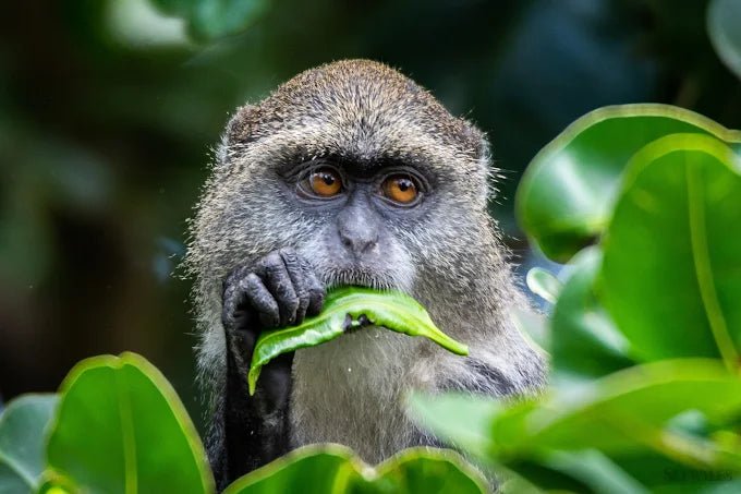Zanzibar: Guided Tour of Jozani Forest and Mangrove Boardwalk