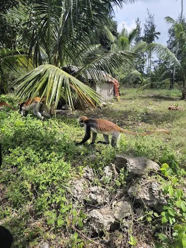 Zanzibar: Guided Tour of Jozani Forest and Mangrove Boardwalk