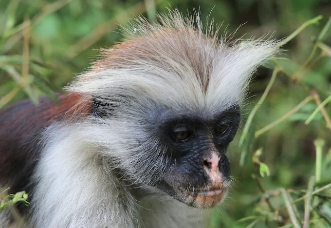 Zanzibar: Guided Tour of Jozani Forest and Mangrove Boardwalk