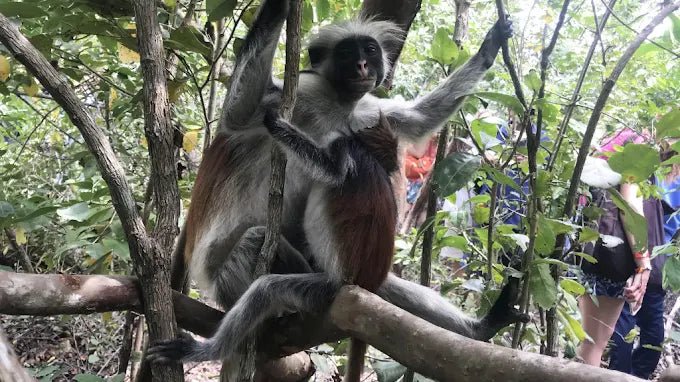 Zanzibar: Guided Tour of Jozani Forest and Mangrove Boardwalk