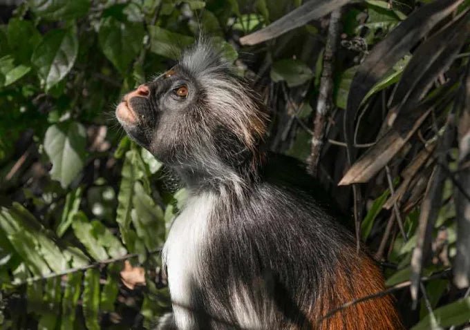 Zanzibar: Guided Tour of Jozani Forest and Mangrove Boardwalk