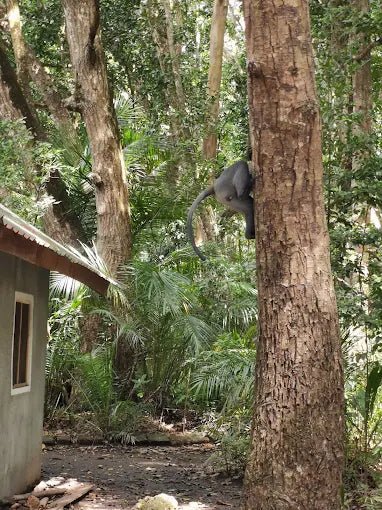 Zanzibar: Guided Tour of Jozani Forest and Mangrove Boardwalk
