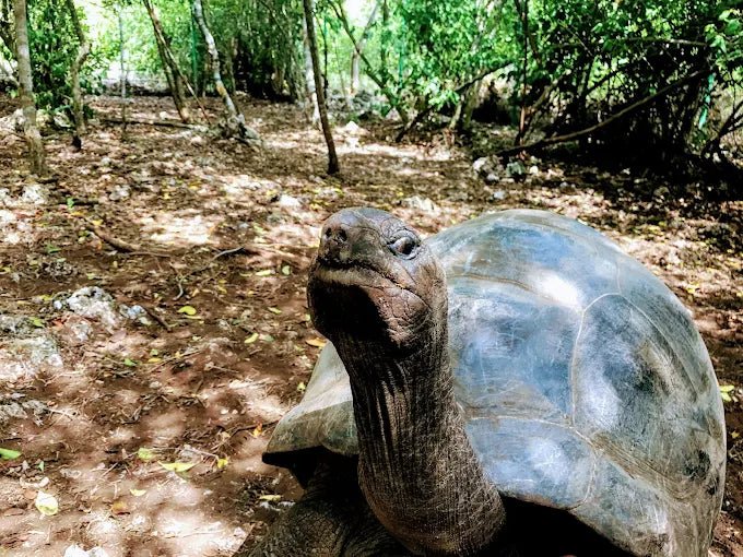 Zanzibar: Guided Tour of Jozani Forest and Mangrove Boardwalk