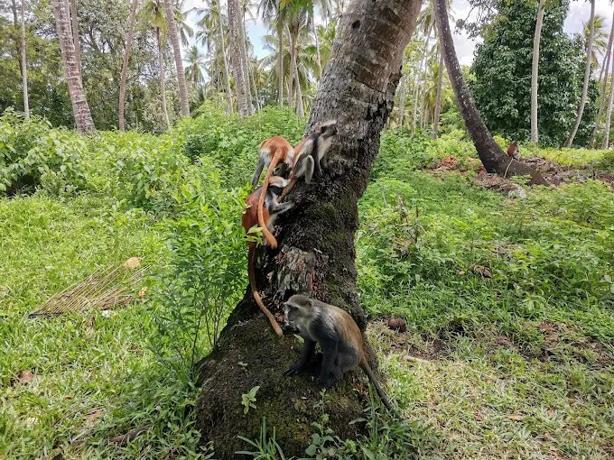 Zanzibar: Half - Day Jozani Forest and Butterfly Centre Guided Tour