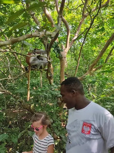Zanzibar: Half - Day Jozani Forest and Butterfly Centre Guided Tour