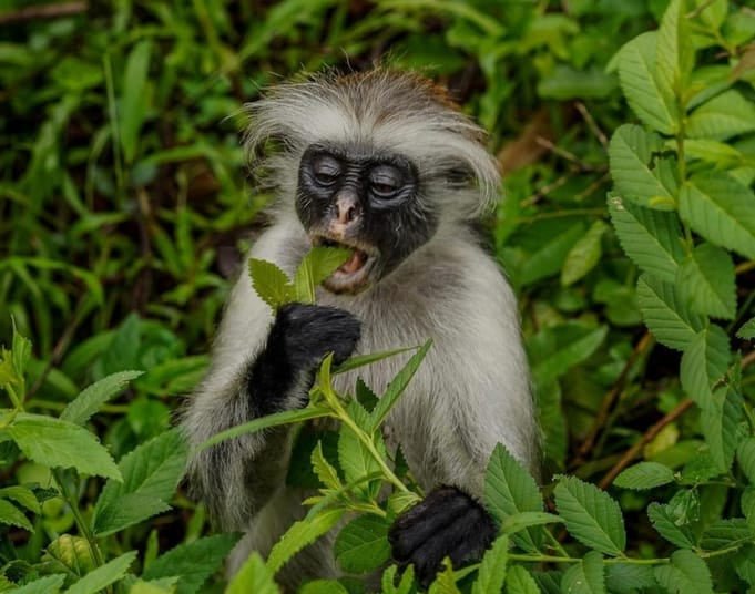 Zanzibar: Half - Day Jozani Forest and Butterfly Centre Guided Tour