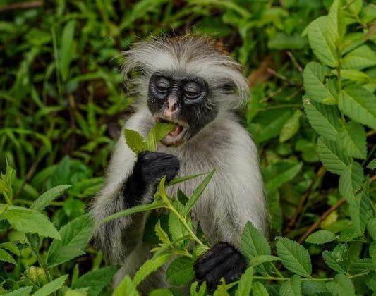 Zanzibar: Half - Day Jozani Forest and Butterfly Centre Guided Tour