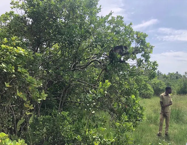 Zanzibar: Half - Day Jozani Forest and Butterfly Centre Guided Tour