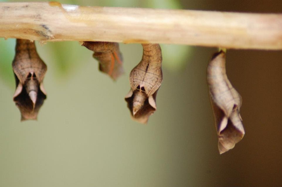 Zanzibar: Half - Day Jozani Forest and Butterfly Centre Guided Tour