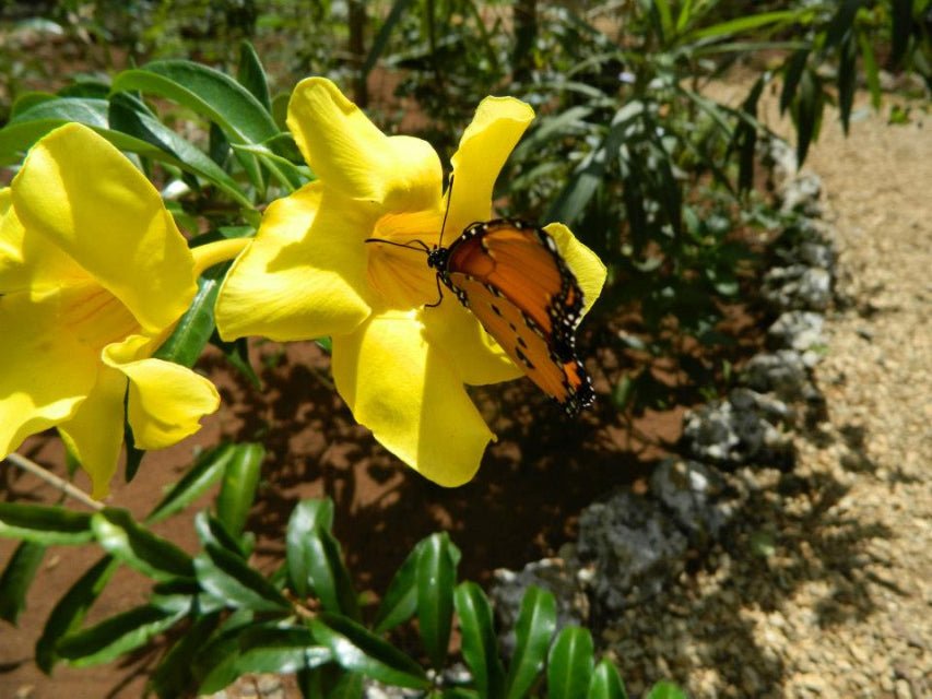 Zanzibar: Half - Day Jozani Forest and Butterfly Centre Guided Tour