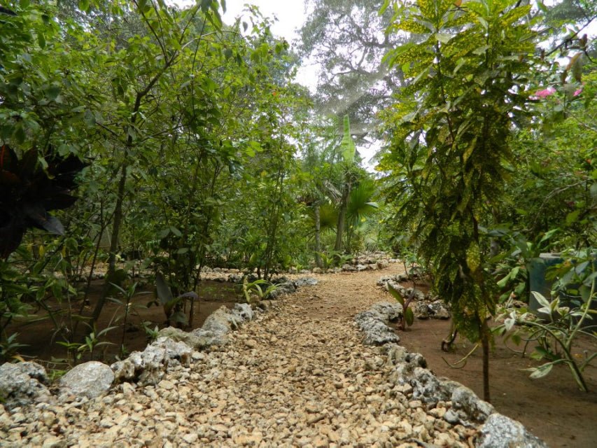 Zanzibar: Half - Day Jozani Forest and Butterfly Centre Guided Tour