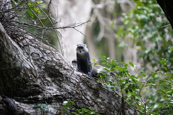 Zanzibar: Half - Day Jozani Forest and Butterfly Centre Guided Tour
