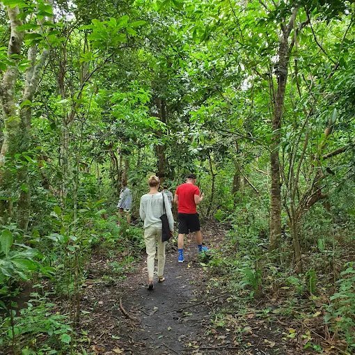 Zanzibar: Half - Day Jozani Forest and Butterfly Centre Guided Tour