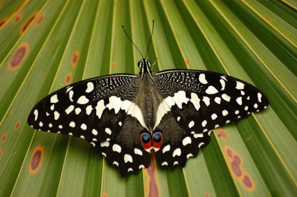 Zanzibar: Half - Day Jozani Forest and Butterfly Centre Guided Tour