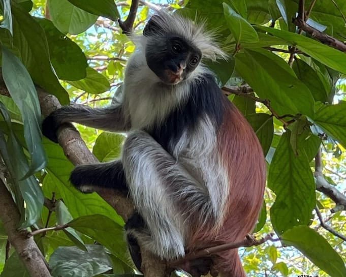 Zanzibar: Half - Day Jozani Forest and Butterfly Centre Guided Tour