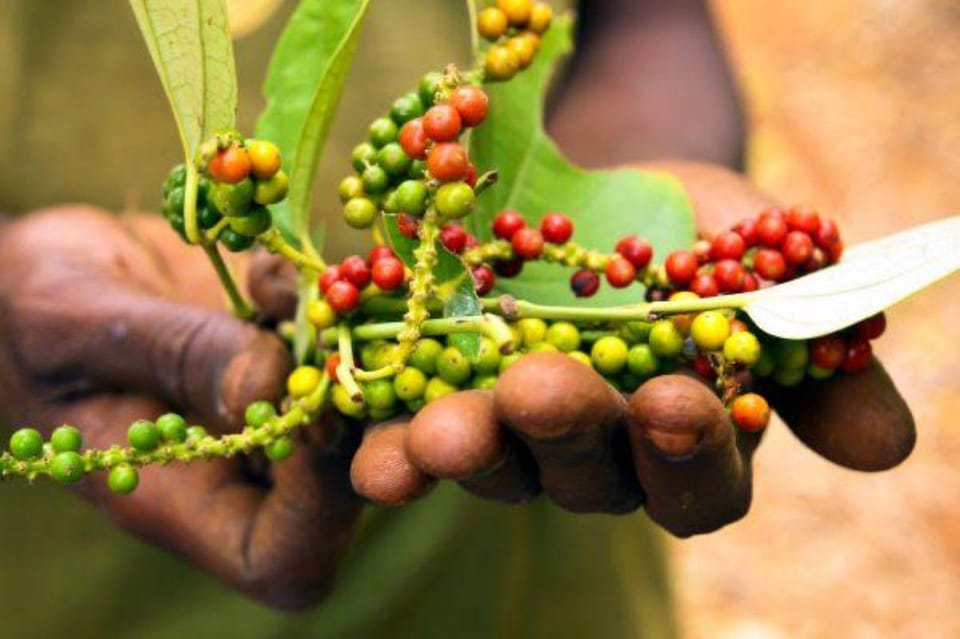Zanzibar: Half - Day Spice Farm and Stone Town Historical Tour