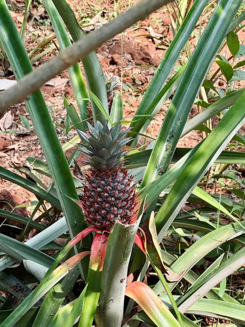 Zanzibar: Half - Day Spice Farm and Stone Town Historical Tour