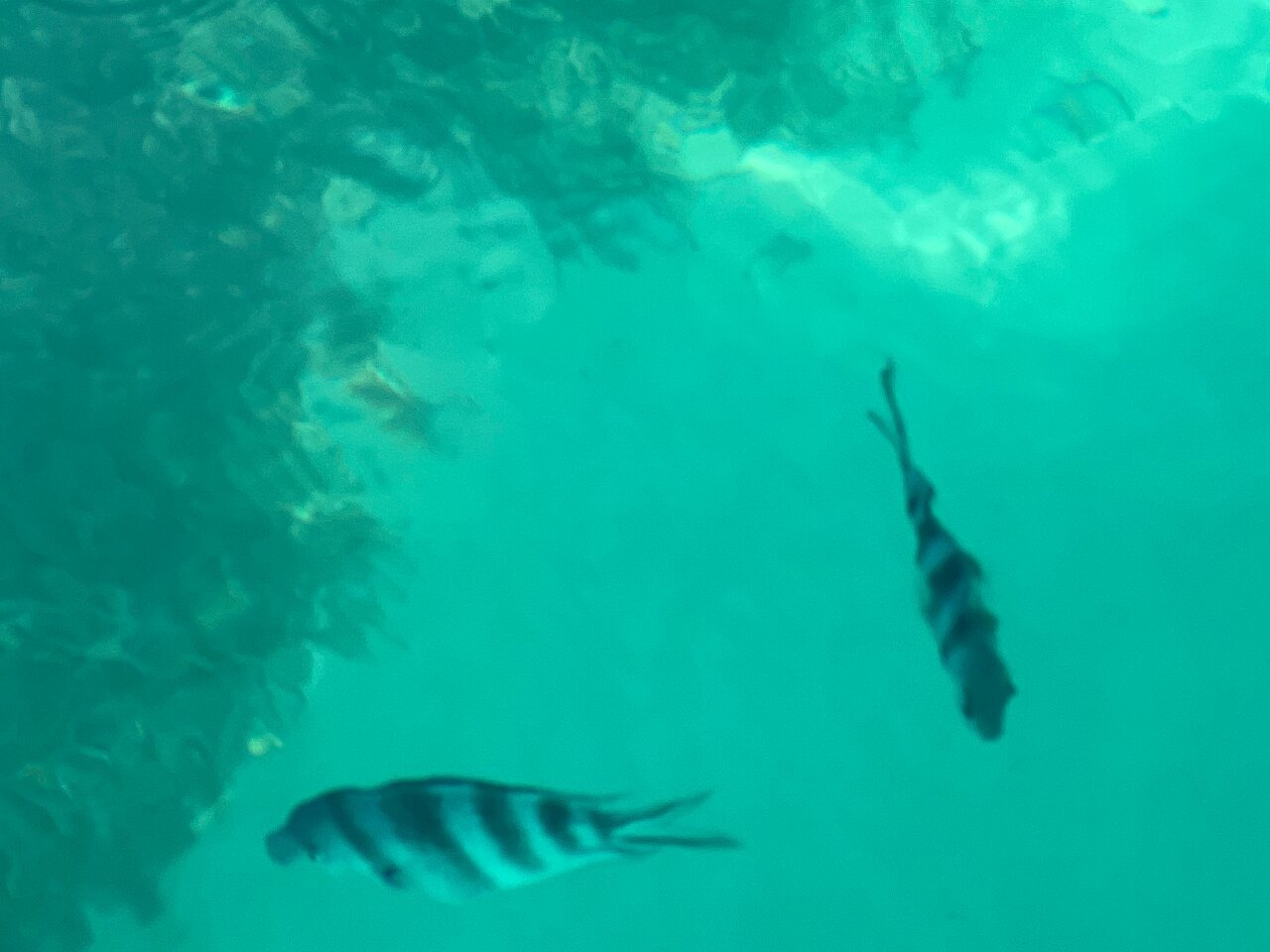 Zanzibar: Half - Day Tour to Blue Lagoon and The Rock Restaurant