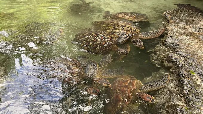 Zanzibar: Half‑Day Trip to Nungwi Turtle Aquarium and Beach Visit