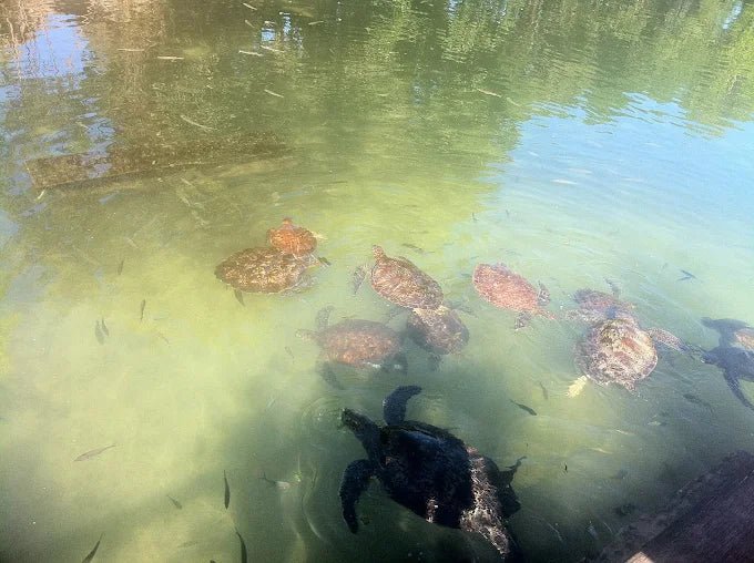 Zanzibar: Half‑Day Trip to Nungwi Turtle Aquarium and Beach Visit
