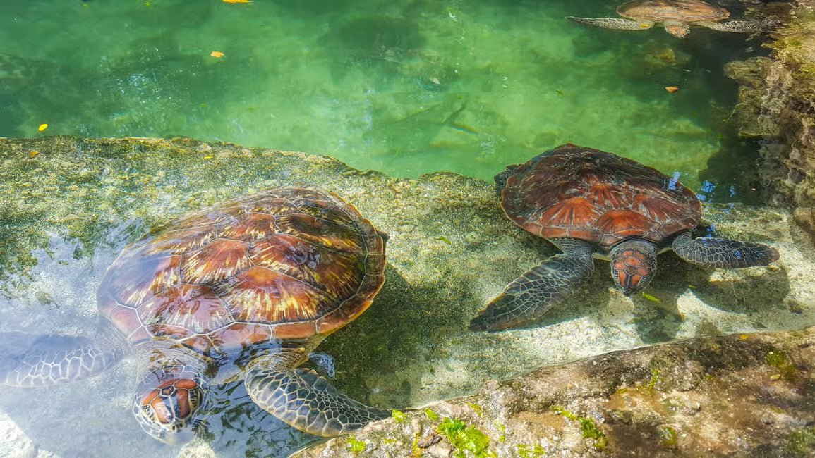 Zanzibar: Half‑Day Trip to Nungwi Turtle Aquarium and Beach Visit