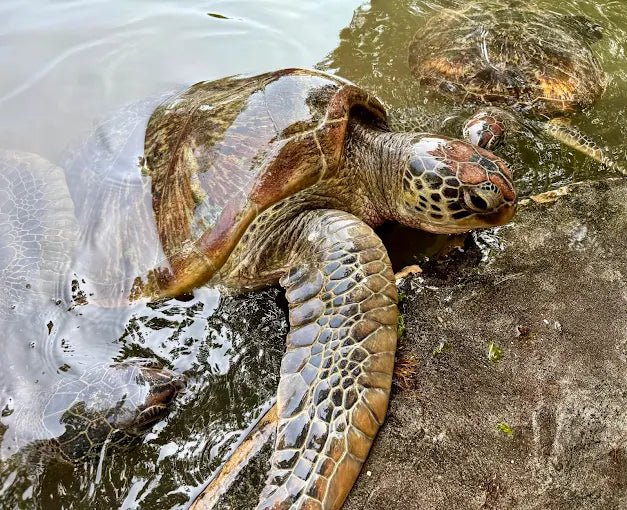 Zanzibar: Half‑Day Trip to Nungwi Turtle Aquarium and Beach Visit