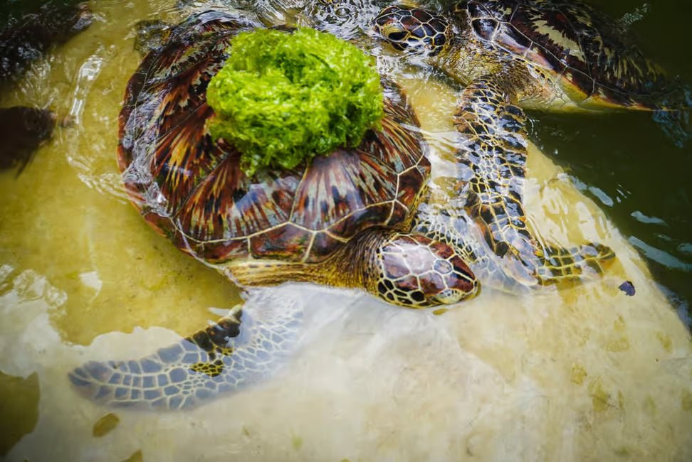 Zanzibar: Half‑Day Trip to Nungwi Turtle Aquarium and Beach Visit