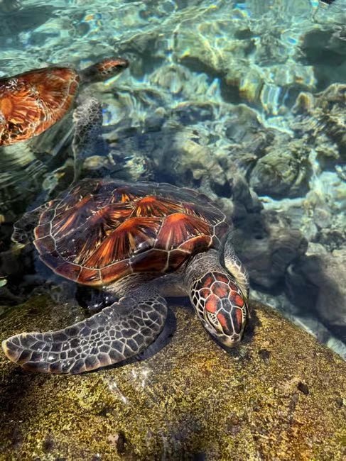 Zanzibar: Jozani Forest and Salaam Aquarium Turtle Experience