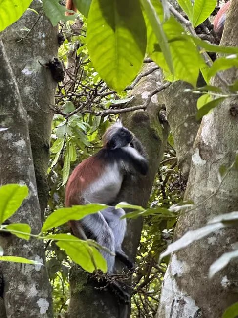 Zanzibar: Jozani Forest, Maalum Cave and The Rock Restaurant Tour from Nungwi