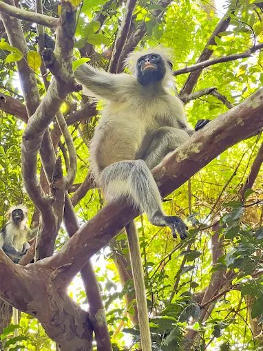 Zanzibar: Jozani Forest, Maalum Cave and The Rock Restaurant Tour from Nungwi
