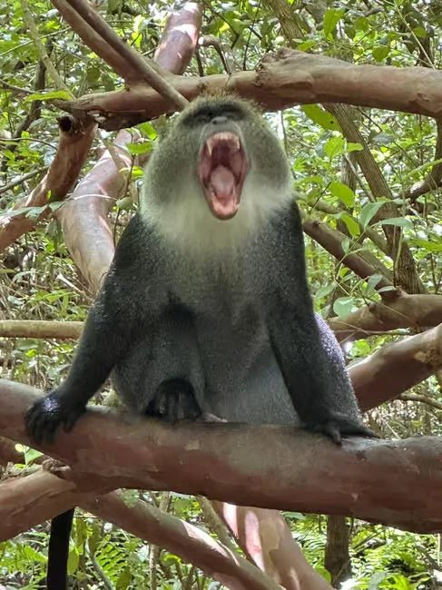 Zanzibar: Jozani Forest, Maalum Cave and The Rock Restaurant Tour from Nungwi