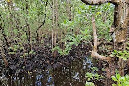 Zanzibar: Jozani Forest, Maalum Cave and The Rock Restaurant Tour from Nungwi