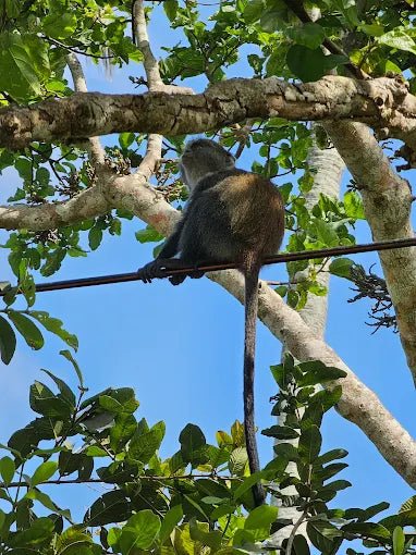 Zanzibar: Jozani Forest, Maalum Cave and The Rock Restaurant Tour from Nungwi