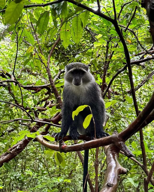 Zanzibar: Jozani Forest, Maalum Cave, Sea Turtles and Kae Beach Sunset Tour
