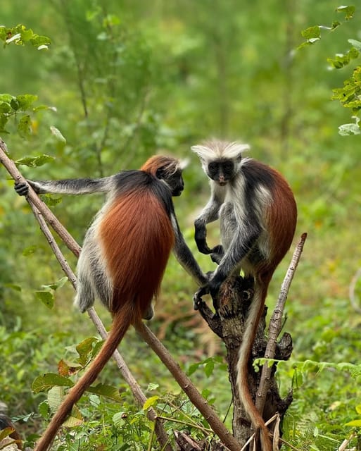 Zanzibar: Jozani Forest, Maalum Cave, Sea Turtles and Kae Beach Sunset Tour