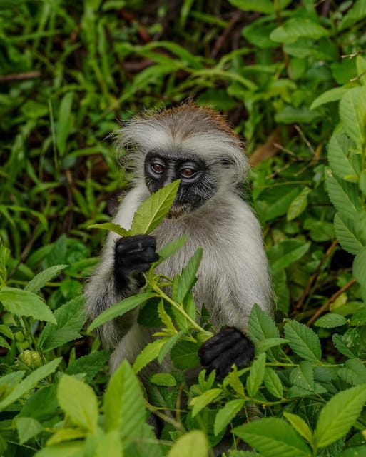 Zanzibar: Jozani Forest, Maalum Cave, Sea Turtles and Kae Beach Sunset Tour