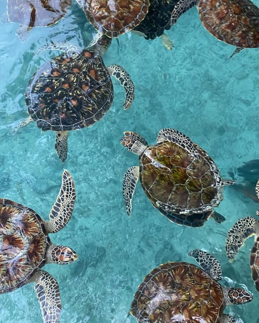 Zanzibar: Jozani Forest, Maalum Cave, Sea Turtles and Kae Beach Sunset Tour