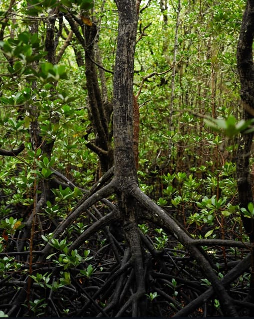 Zanzibar: Jozani Forest, Maalum Cave, Sea Turtles and Kae Beach Sunset Tour