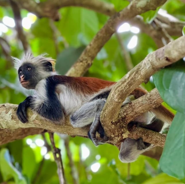Zanzibar: Jozani Forest, Maalum Cave, Sea Turtles and Kae Beach Sunset Tour