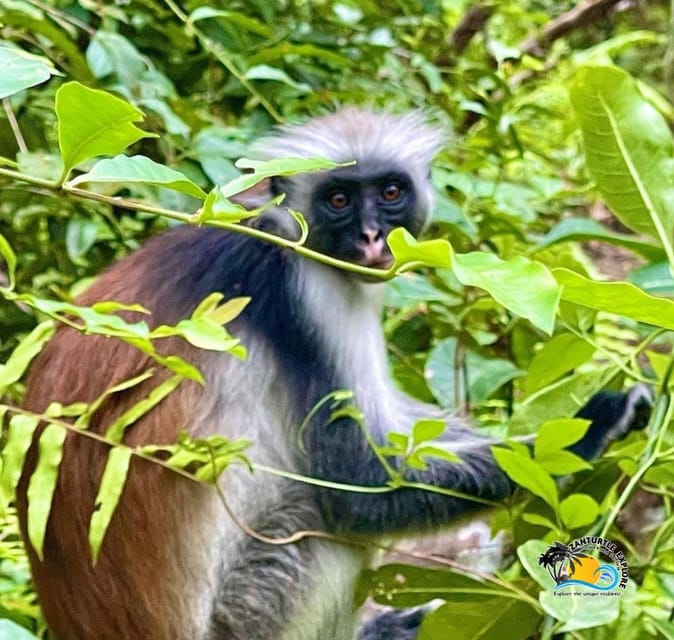 Zanzibar: Jozani Forest National Park Guided Tour, Spot Red Colobus Monkeys