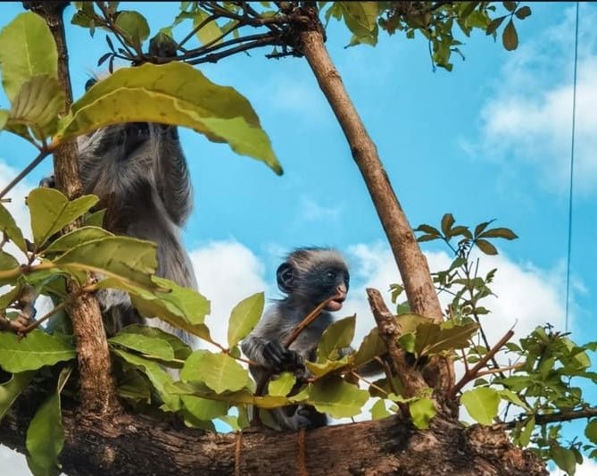 Zanzibar: Jozani Forest National Park Guided Tour, Spot Red Colobus Monkeys