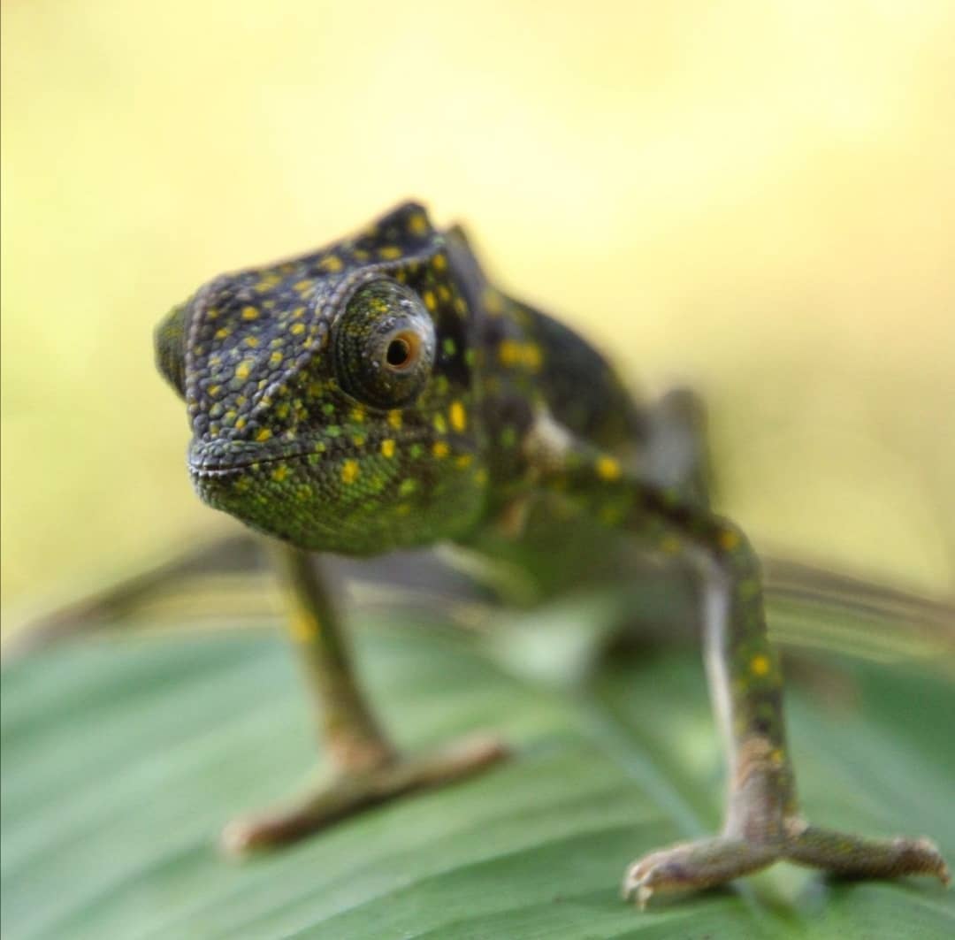 Zanzibar: Jozani Forest Tour with Hotel Pickup and Guided Nature Walk