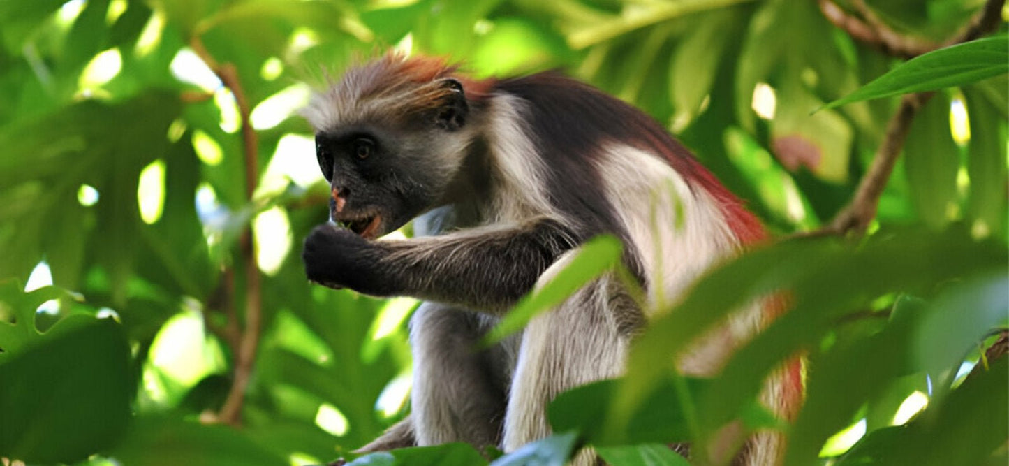 Zanzibar: Jozani Forest Tour with Hotel Pickup and Guided Nature Walk