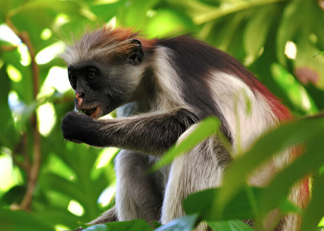 Zanzibar: Jozani Forest Tour with Hotel Pickup and Guided Nature Walk