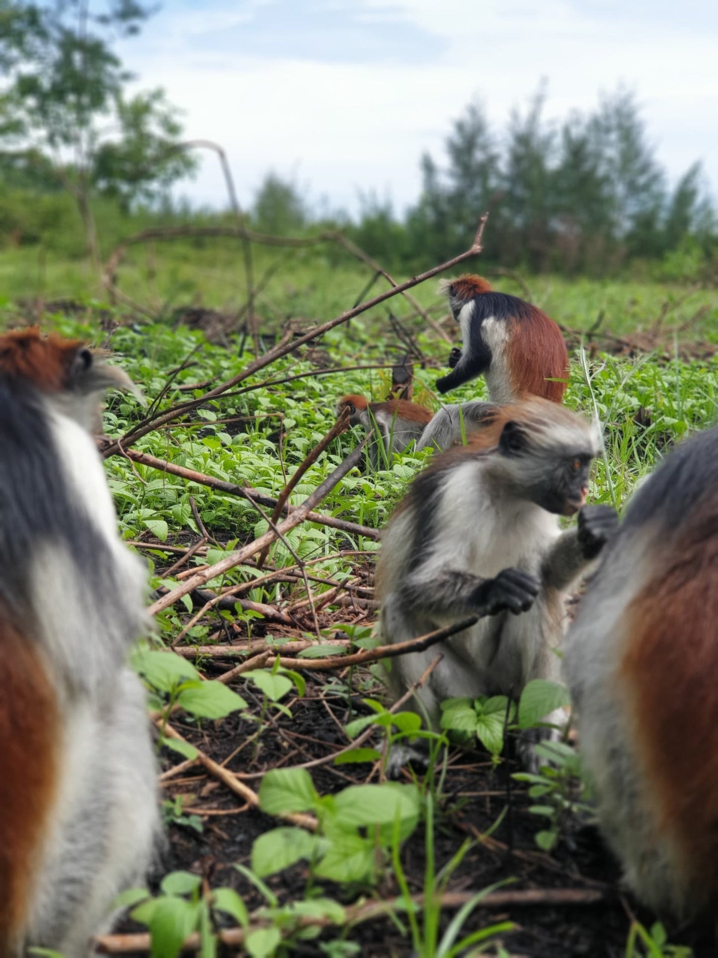 Zanzibar: Jozani Forest Tour with Hotel Pickup and Guided Nature Walk